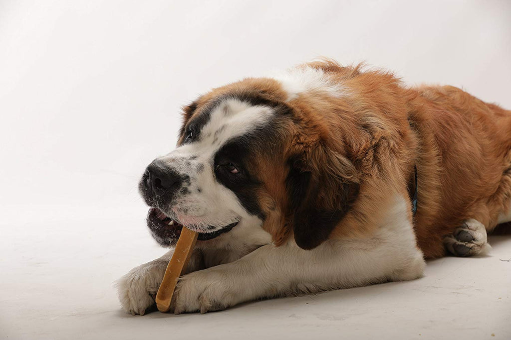 10 reasons why Dogs chew