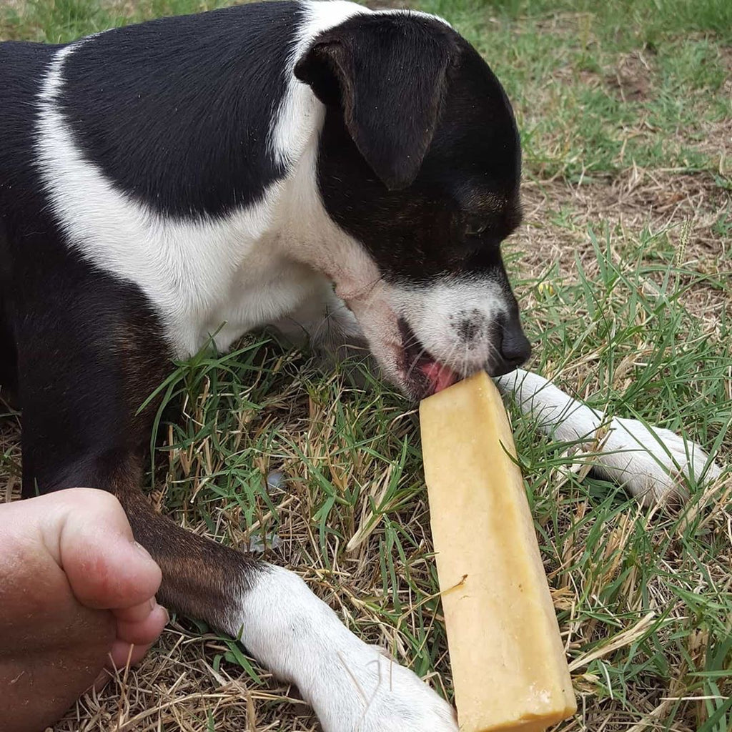 Best and Healthiest Dog Chew in Australia