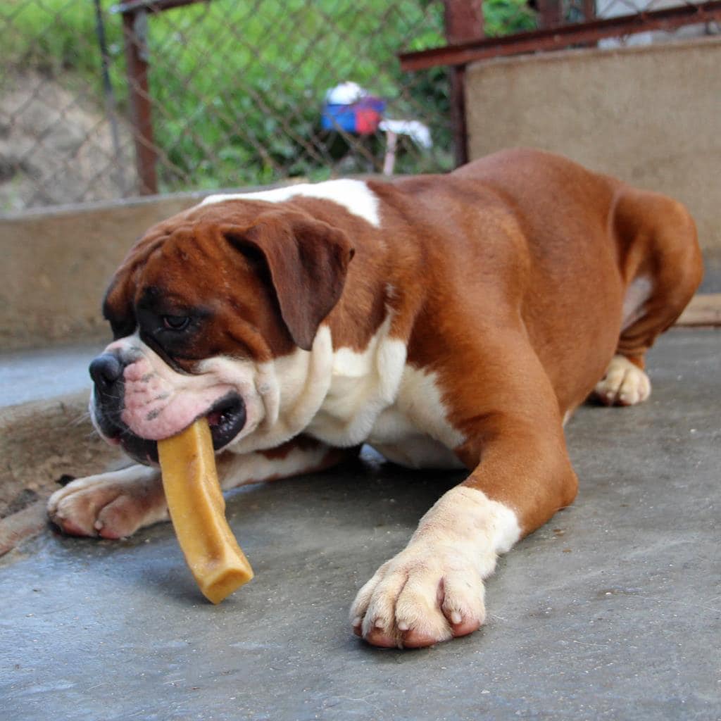 The Benefits of Super Himalayan Dental Dog Chews