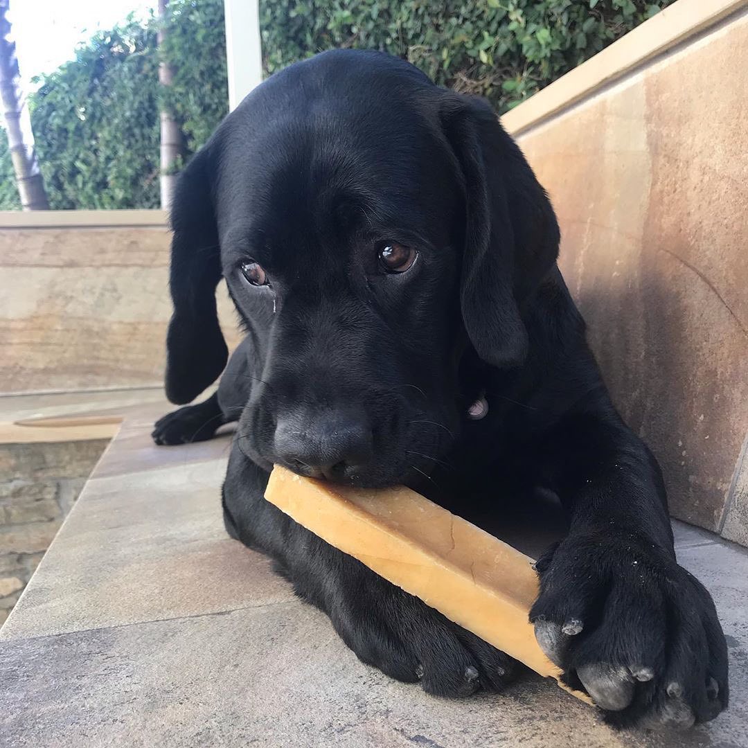 Super Dog Chew - Monthly Subscription Gift Box