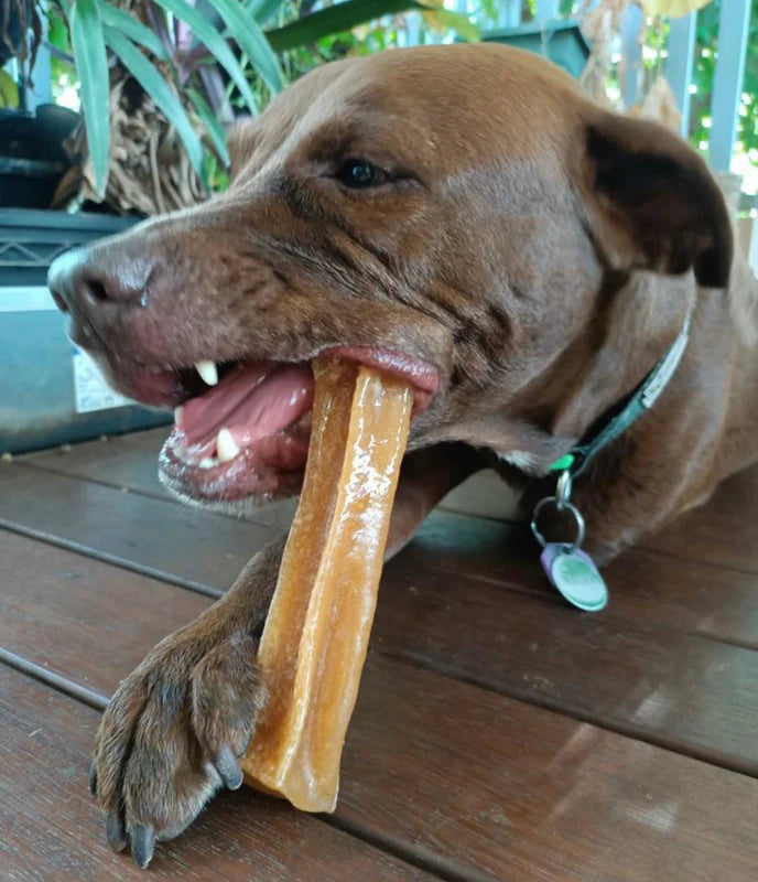 Marrow bone dog outlet chew